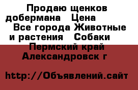 Продаю щенков добермана › Цена ­ 45 000 - Все города Животные и растения » Собаки   . Пермский край,Александровск г.